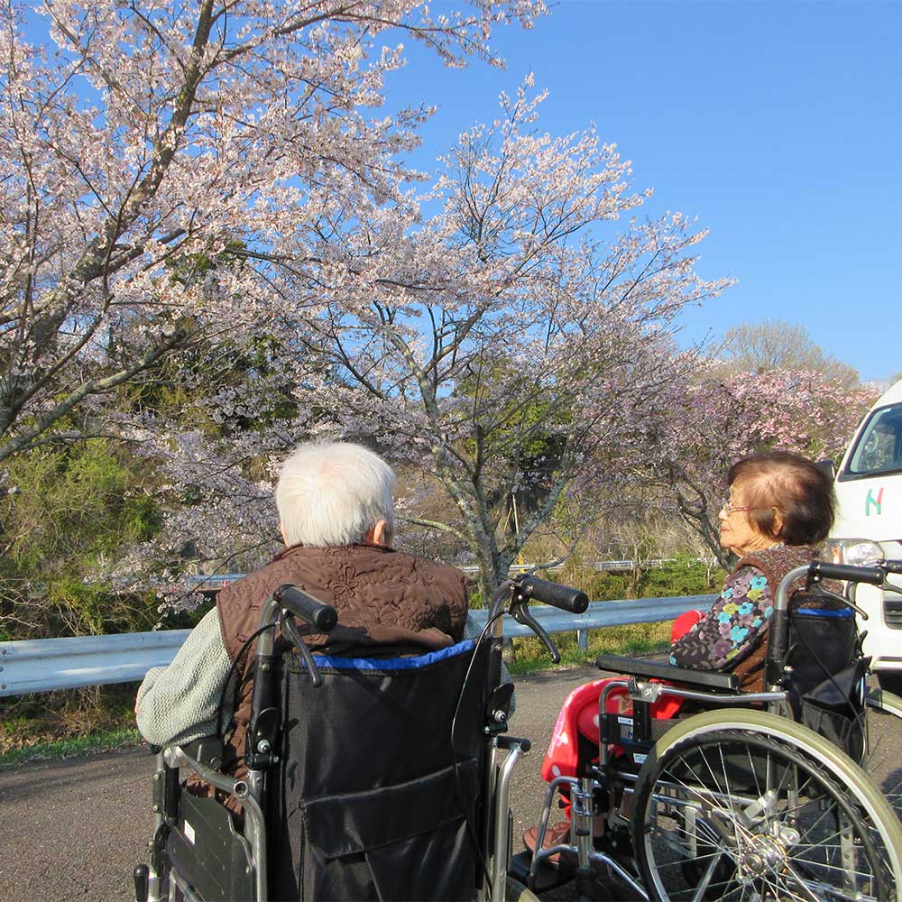 額田ささゆり-桜写真２