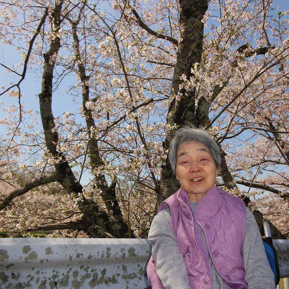 額田ささゆり-桜写真３
